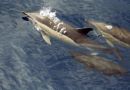 Common Dolphins,off Pico,Azores